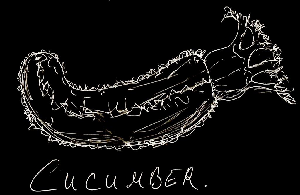 cucumber